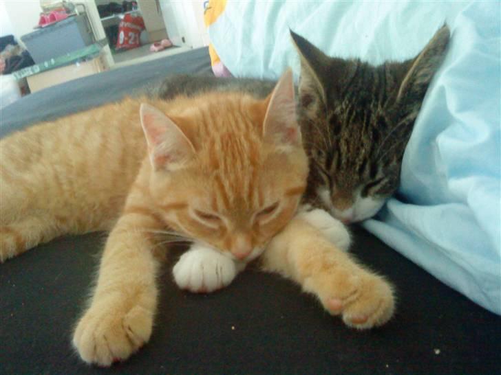 Blanding af racer Simba billede 3