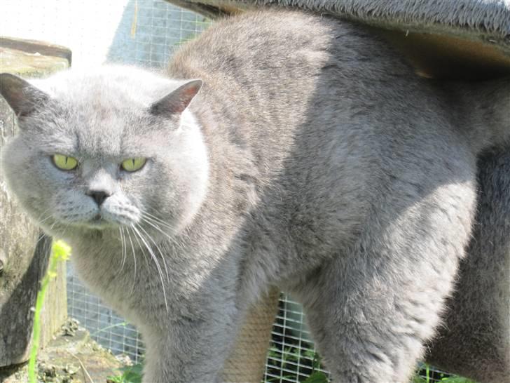 British Shorthair Syriam's Figaro billede 7