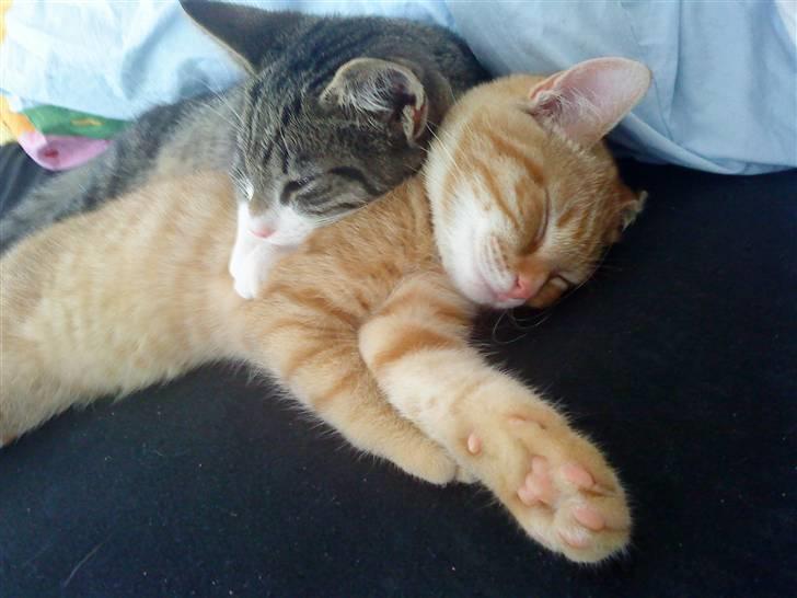 Blanding af racer Simba billede 5