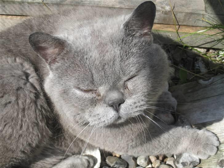 British Shorthair Syriam's Figaro billede 8