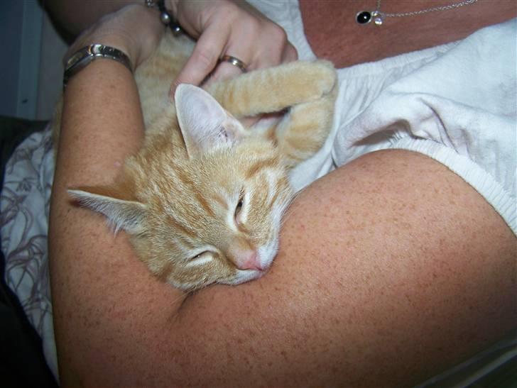 Blanding af racer Simba billede 6