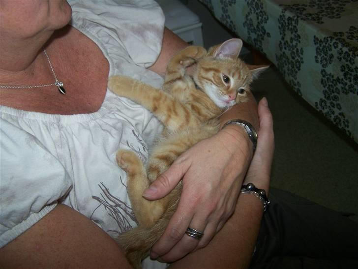 Blanding af racer Simba billede 7