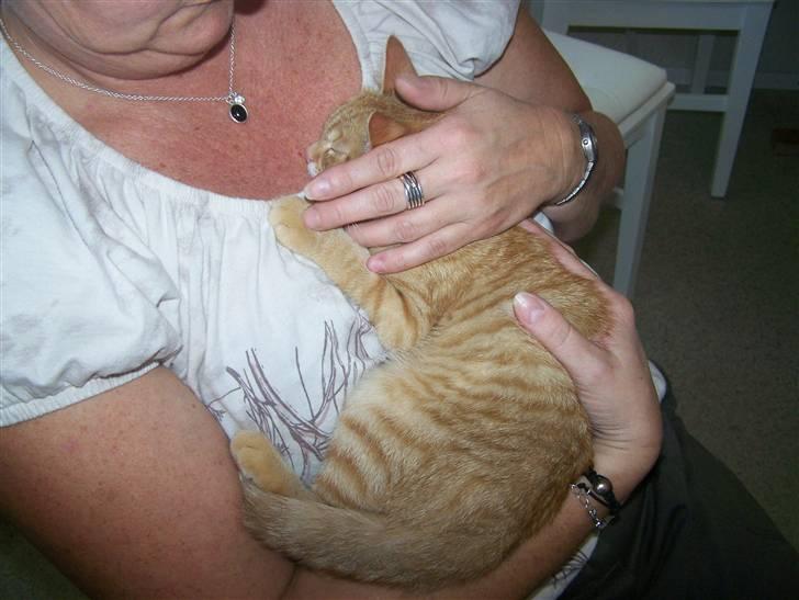 Blanding af racer Simba billede 8