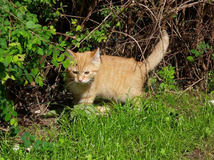 Blanding af racer Simba billede 9