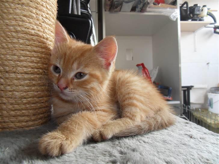 Blanding af racer Simba billede 10