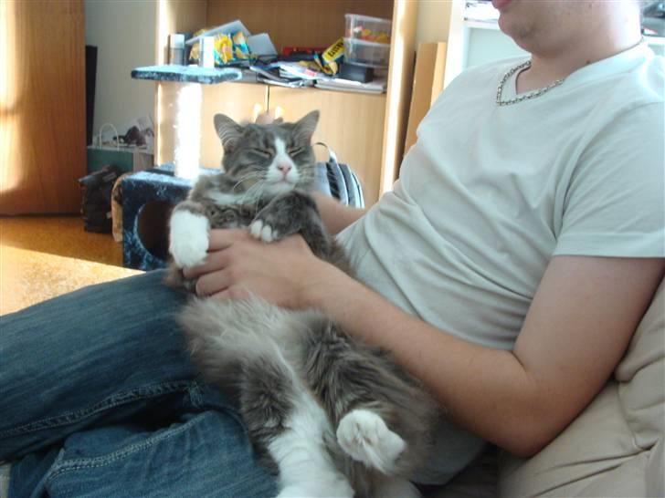 Blanding af racer tyson  billede 1