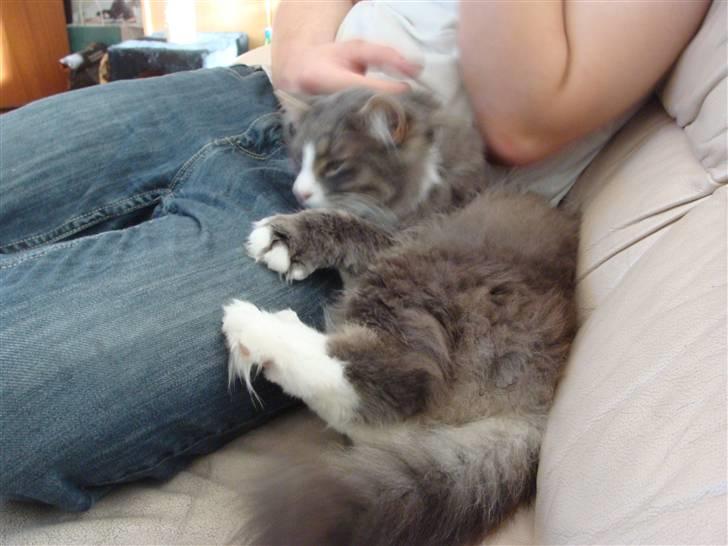 Blanding af racer tyson  billede 2