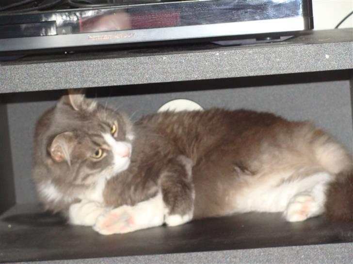 Blanding af racer tyson  billede 3