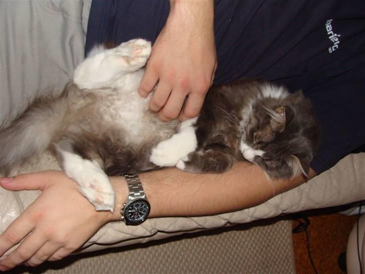 Blanding af racer tyson  billede 4