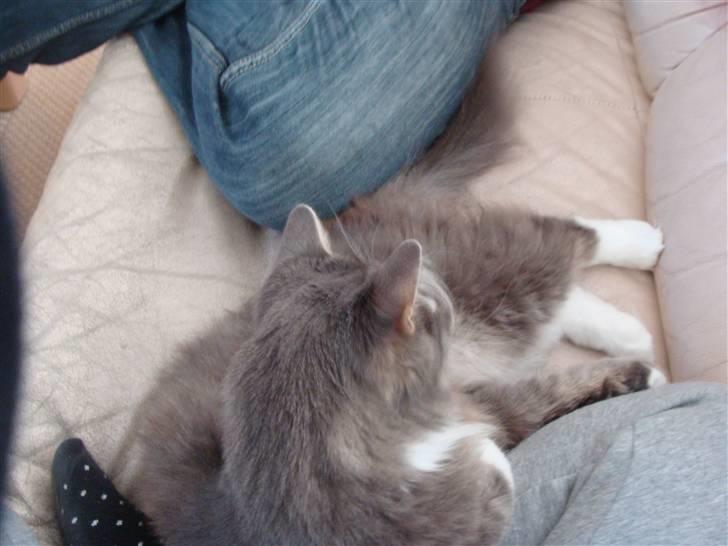 Blanding af racer tyson  billede 5