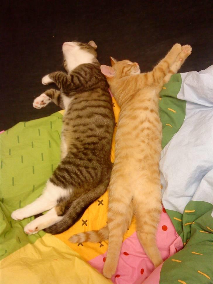 Blanding af racer Simba billede 12