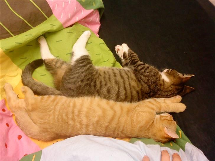 Blanding af racer Simba billede 13