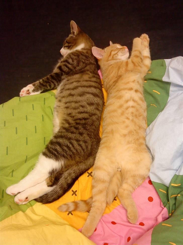 Blanding af racer Simba billede 14