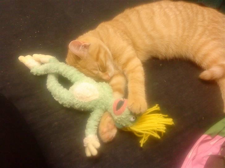 Blanding af racer Simba billede 15