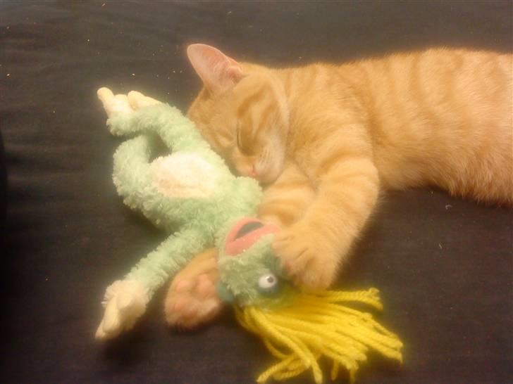 Blanding af racer Simba billede 16