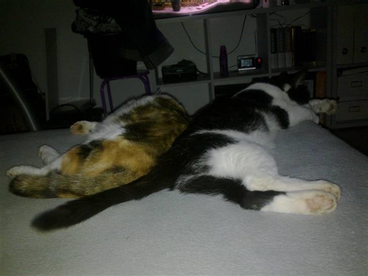 Huskat Miss MAXI  1999-2019 - Feya og Maxi slapper..2010 billede 7