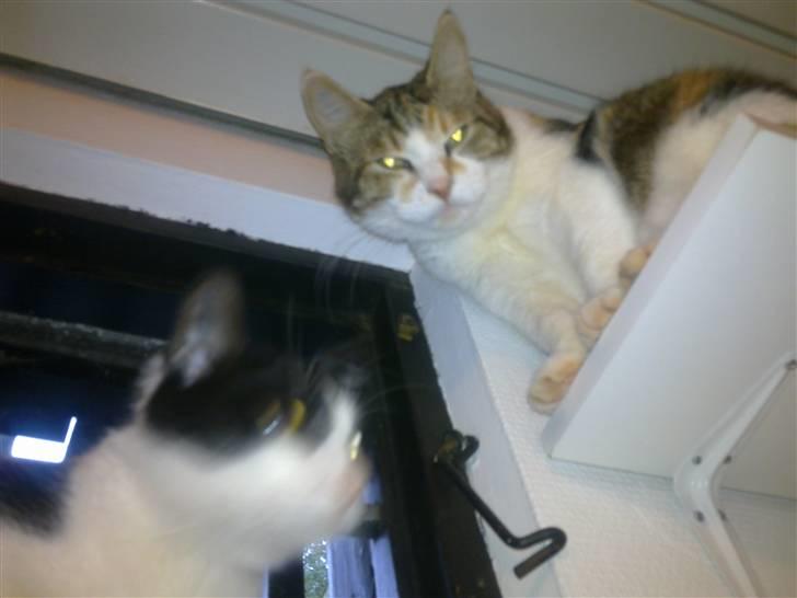 Huskat Miss MAXI  1999-2019 - Mener bestemt jeg hørte ordet "mad";-) 2010 billede 8