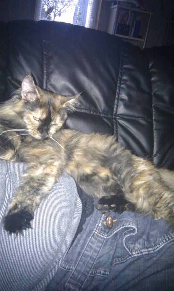 Maine Coon Pjuske billede 15