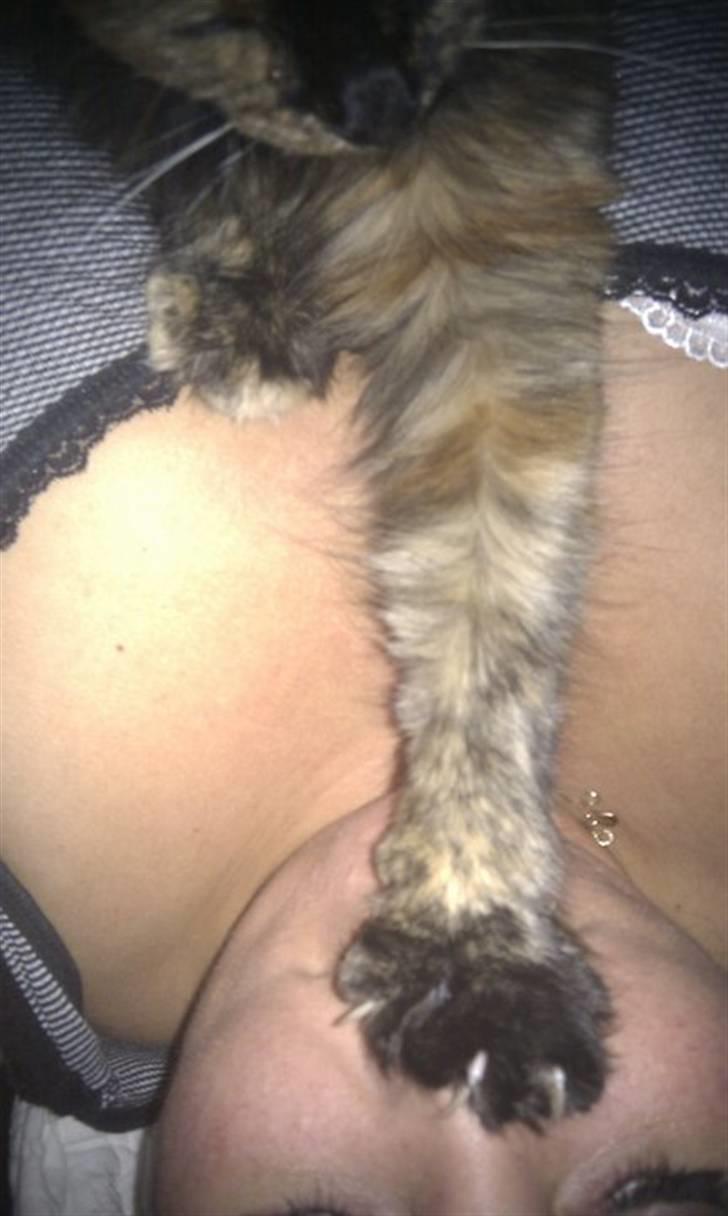 Maine Coon Pjuske billede 16