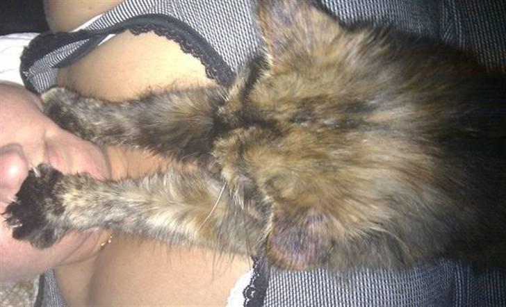 Maine Coon Pjuske - Åhhh min moar.... billede 17