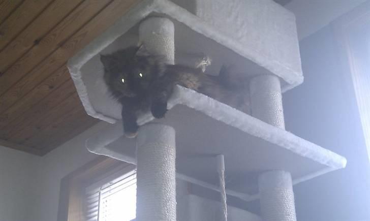 Maine Coon Pjuske - Pjuske er fuld af spillopper billede 18