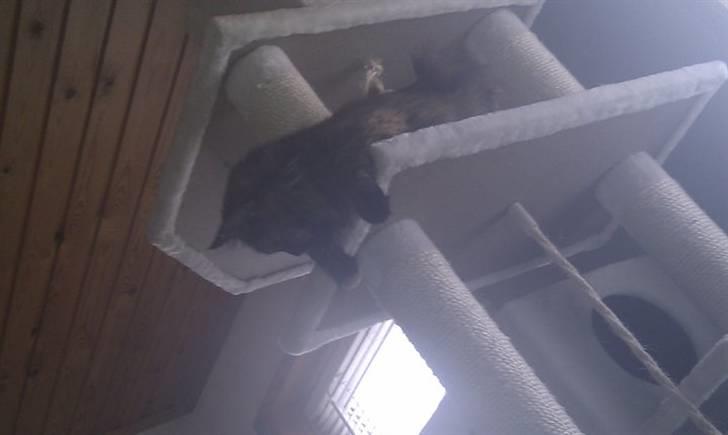 Maine Coon Pjuske billede 19