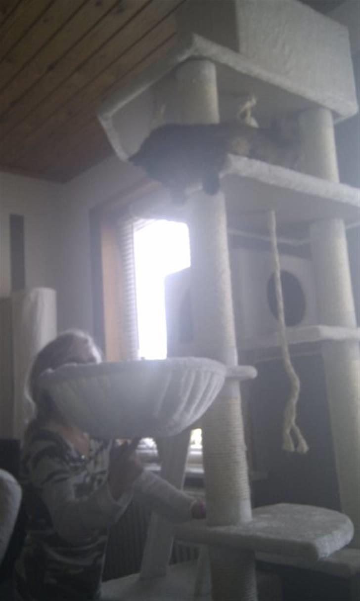 Maine Coon Pjuske billede 20