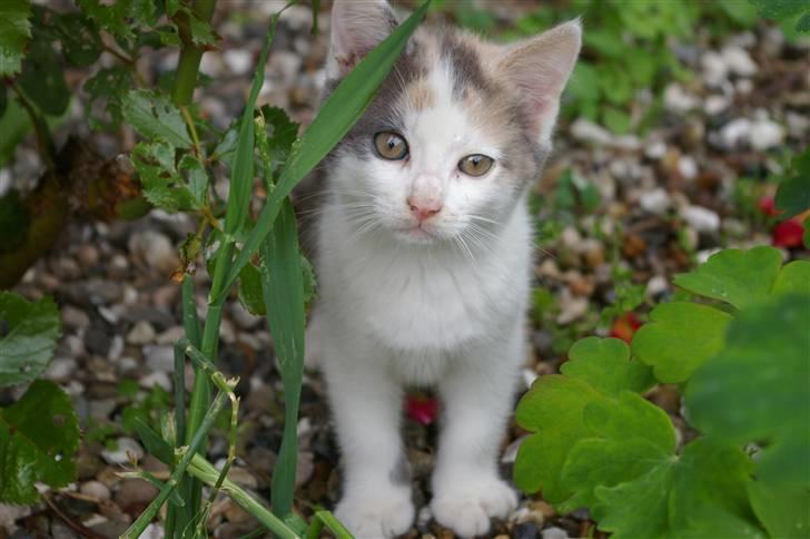 Huskat Freja:) billede 1