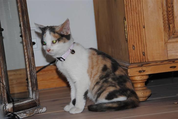 Huskat Freja:) - her er Freja stadig lidt forkølet. lige fået hende :) billede 2