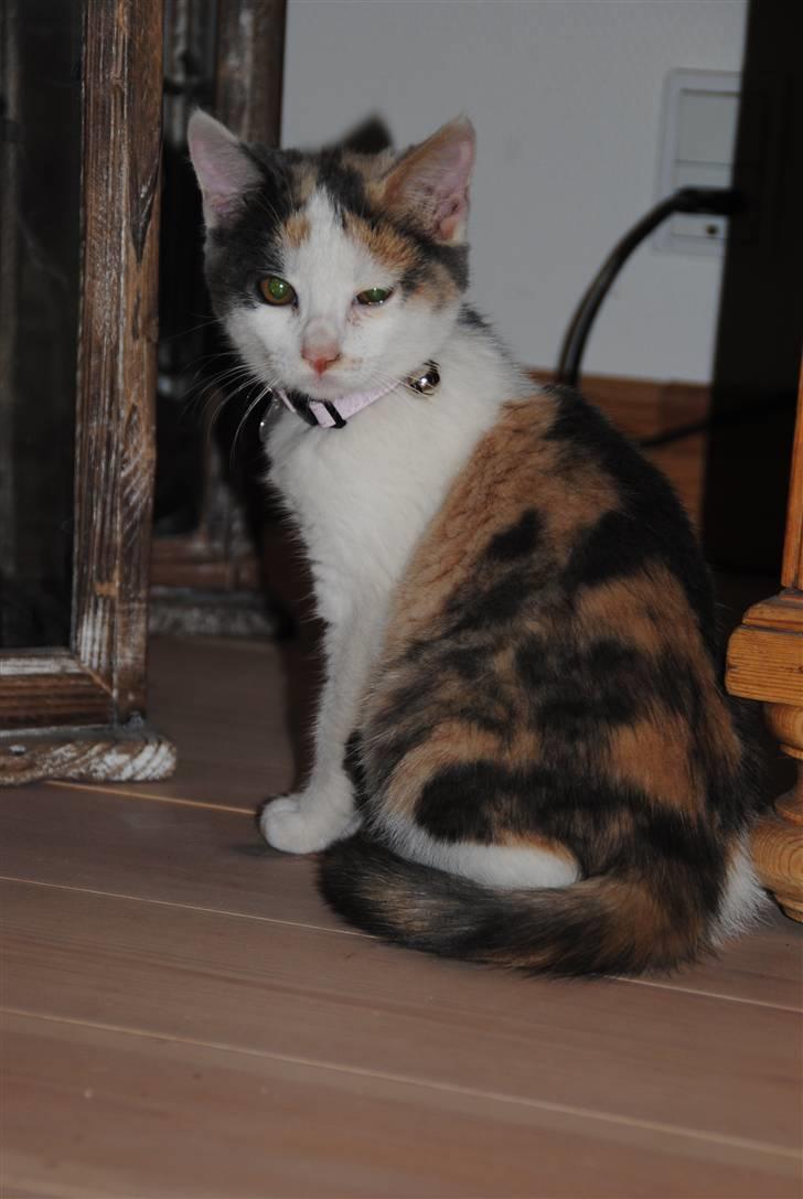 Huskat Freja:) - her er Freja stadig lidt forkølet. lige fået hende :) billede 3