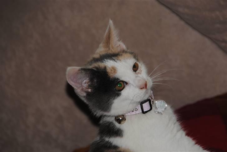 Huskat Freja:) billede 4