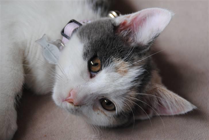 Huskat Freja:) billede 5