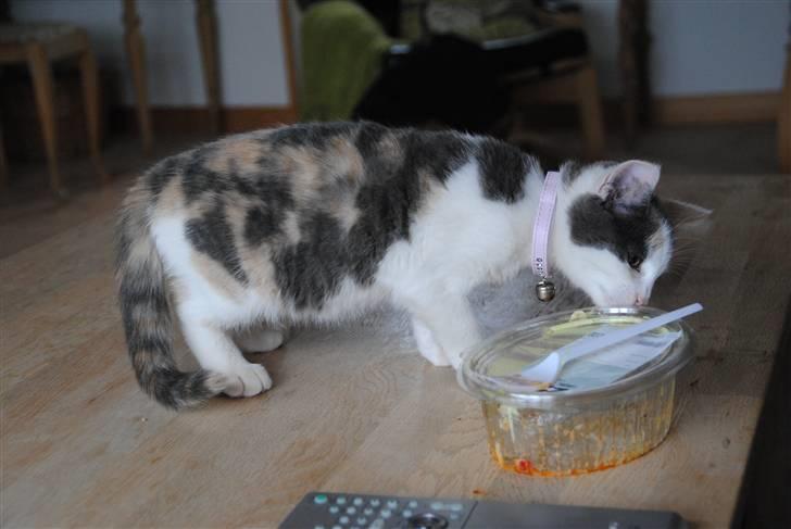 Huskat Freja:) billede 6