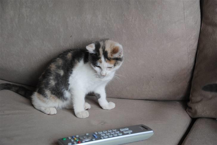 Huskat Freja:) billede 7