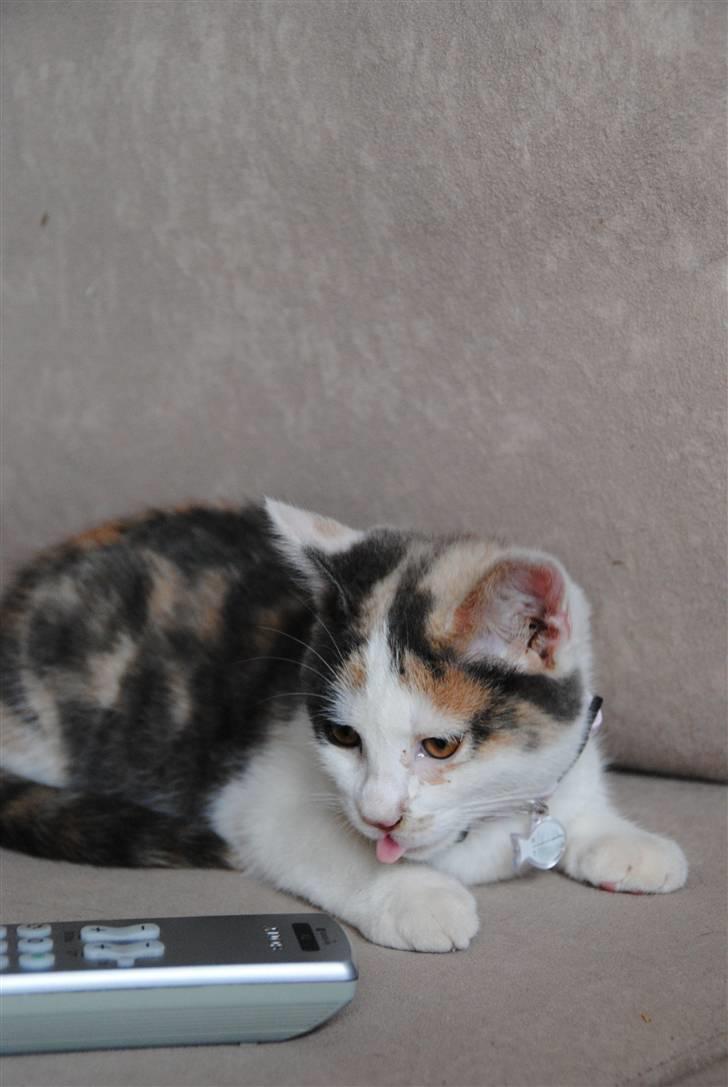 Huskat Freja:) billede 8