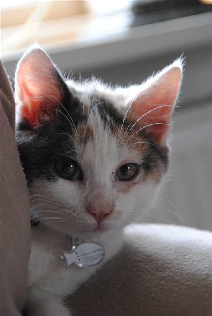 Huskat Freja:) billede 9