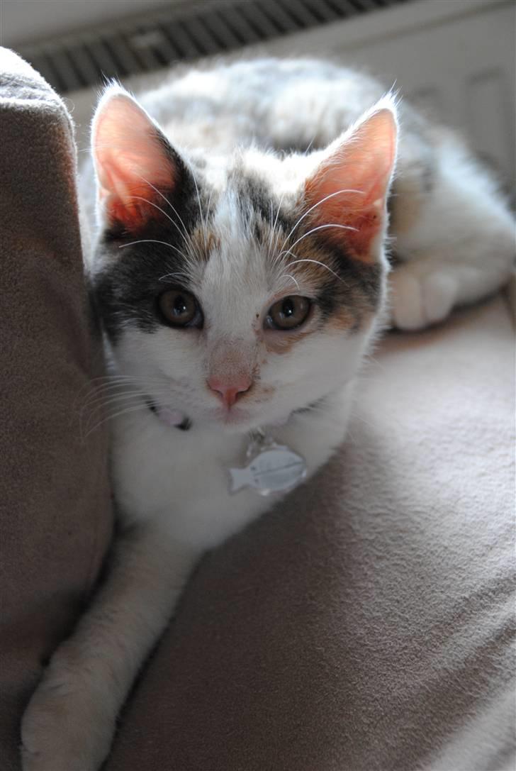 Huskat Freja:) billede 10