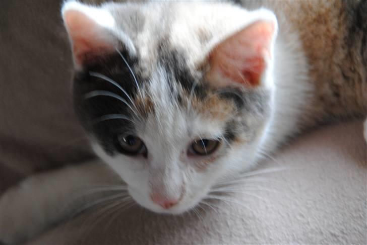 Huskat Freja:) billede 11