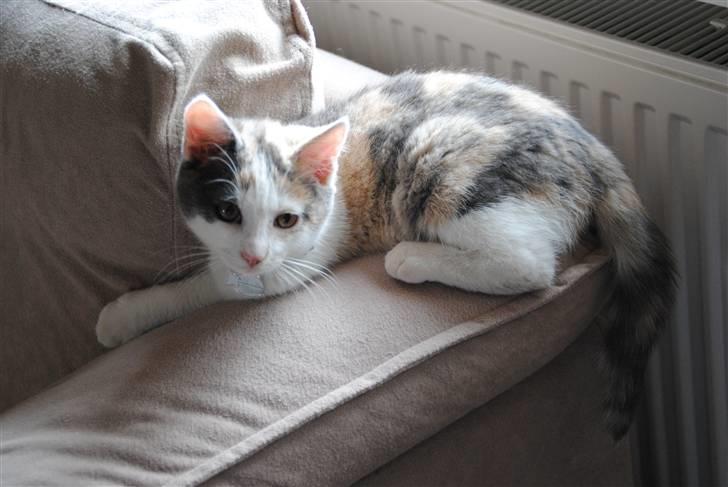 Huskat Freja:) billede 12