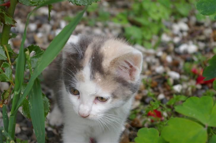 Huskat Freja:) billede 13