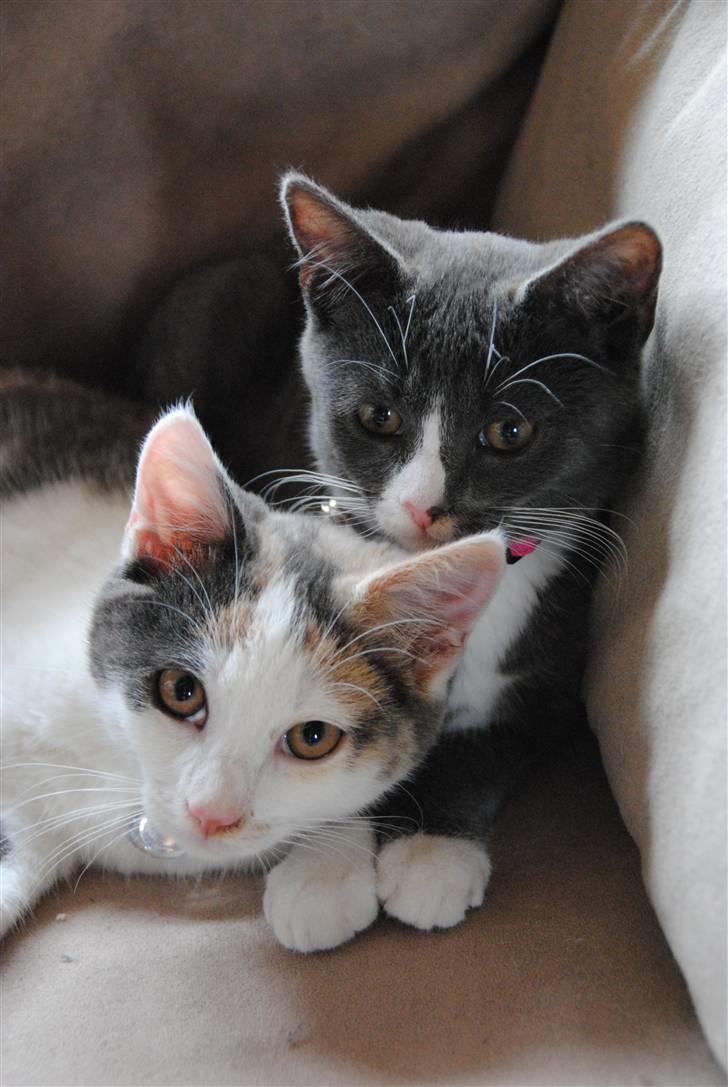 Huskat Freja:) - storesøster og lillesøster :D <3 billede 15