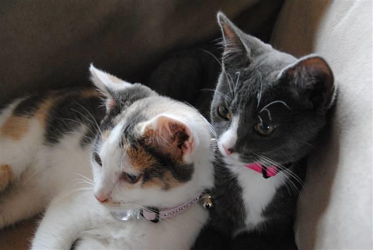 Huskat Freja:) - storesøster og lillesøster :D <3 billede 16