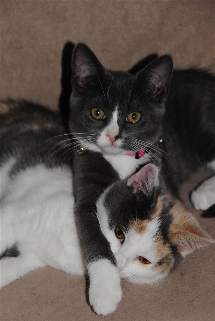 Huskat Frida :) - storesøster og lillesøster :D <3 billede 13