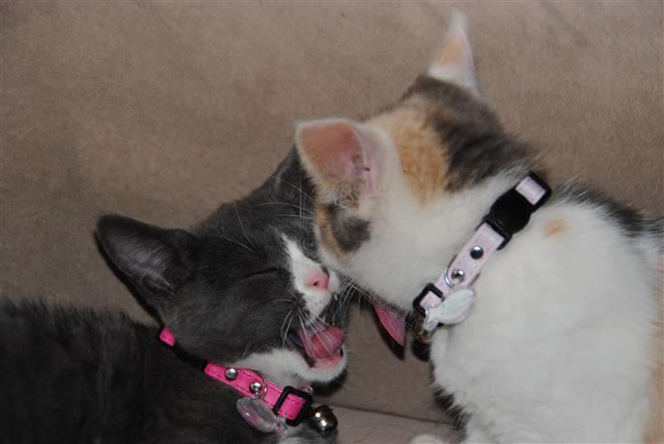 Huskat Frida :) - storesøster og lillesøster :D <3 billede 15