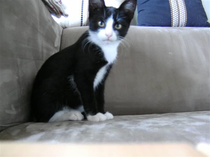 Huskat LOKE billede 2