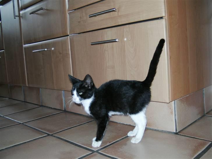 Huskat LOKE billede 3