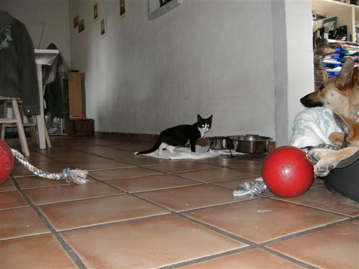 Huskat LOKE billede 4