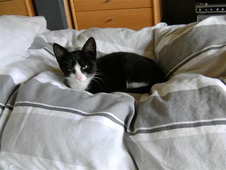 Huskat LOKE billede 5