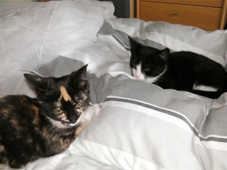 Huskat LOKE billede 6