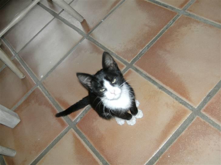 Huskat LOKE billede 7